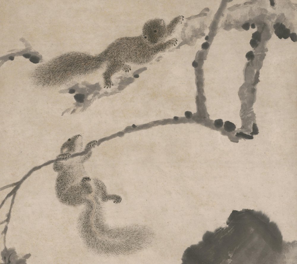 梧桐栗鼠轴