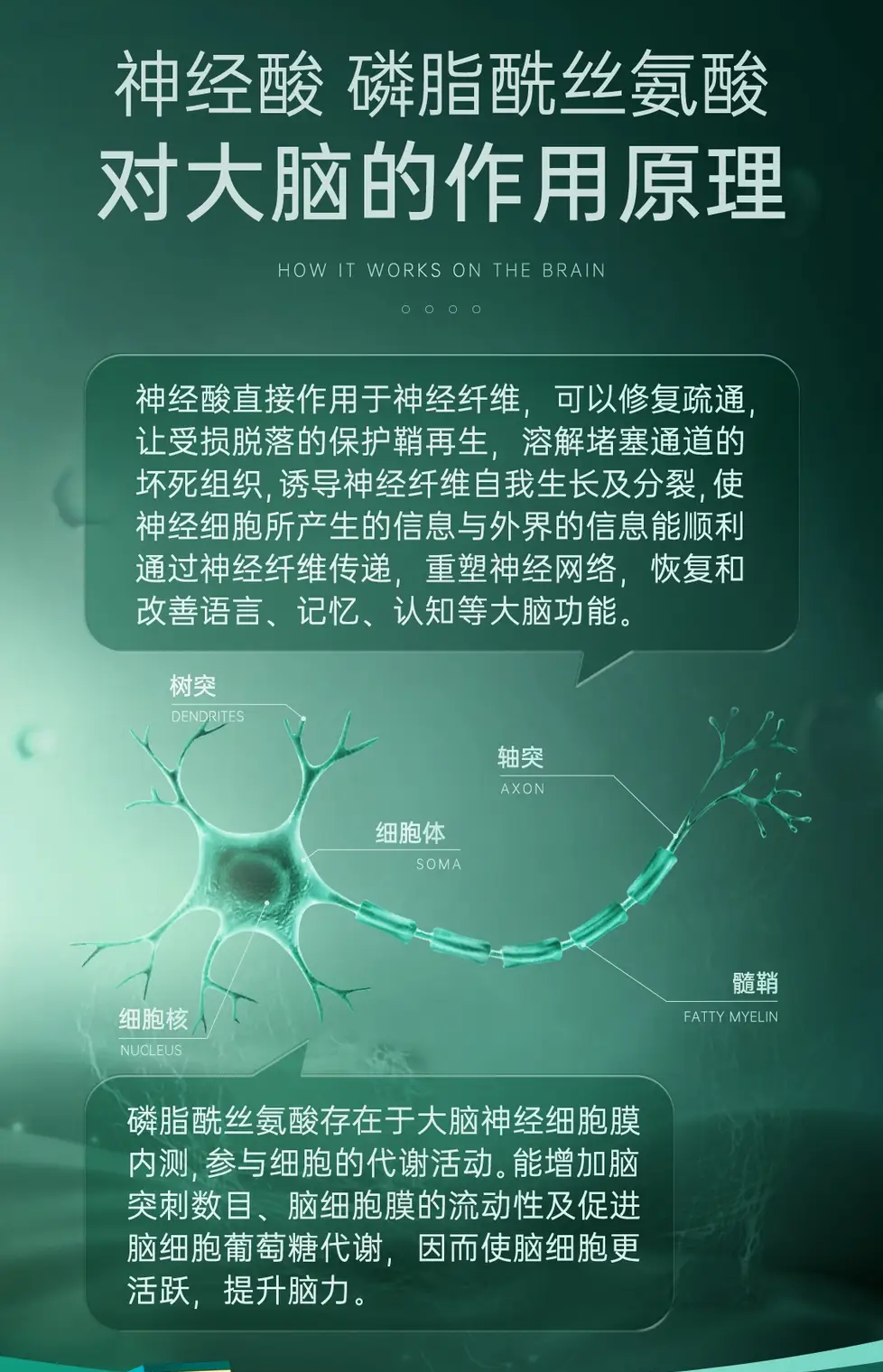 PS和神经酸释义2_edit_70671731572727