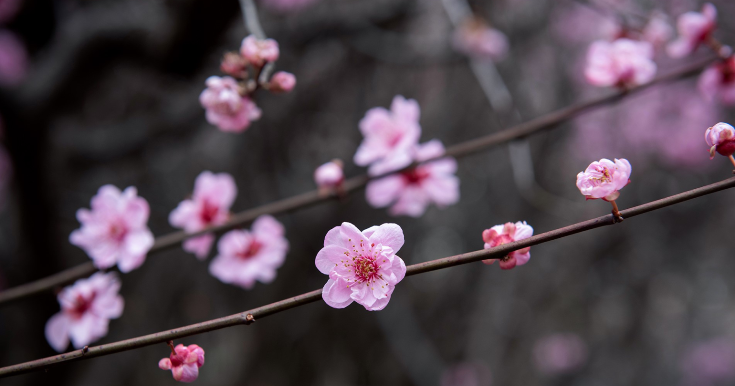 梅花